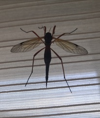 Tanyptera