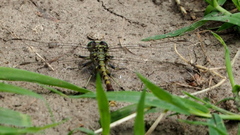 Arigomphus submedianus