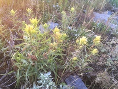 Castilleja flava flava