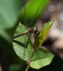 Leucorrhinia proxima