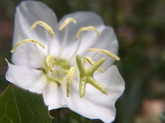Oenothera coronopifolia