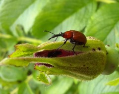 Merhynchites bicolor