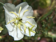 Oenothera coronopifolia