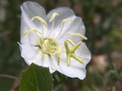 Oenothera coronopifolia