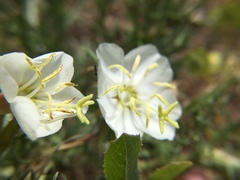 Oenothera coronopifolia