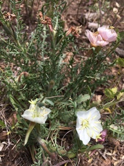 Oenothera coronopifolia