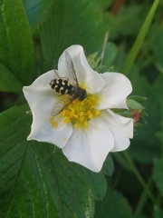 Dasysyrphus intrudens