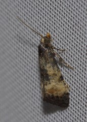 Neocochylis dubitana