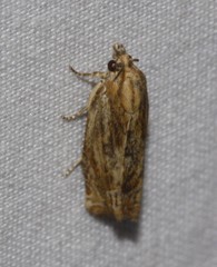 Eucosma radiatana