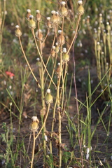 Crepis alpina