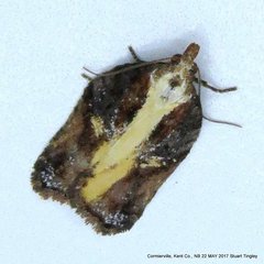 Acleris pulverosana