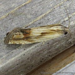 Eucosma radiatana
