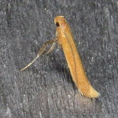 Caloptilia invariabilis