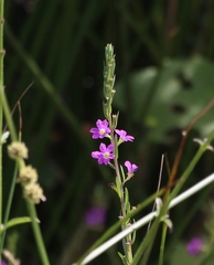 Lythrum californicum