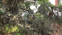 Tyrannus melancholicus