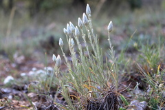 Jurinea stoechadifolia