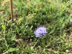Jasione montana