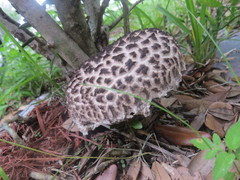 Strobilomyces strobilaceus image
