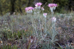 Jurinea stoechadifolia