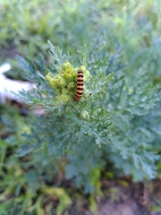Tyria jacobaeae