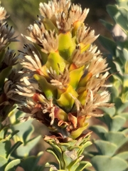 Paranomus roodebergensis