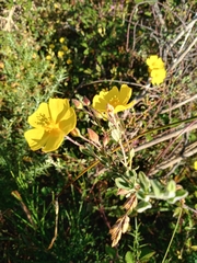 Cistus lasianthus