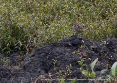 Gallinago nobilis
