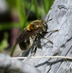 Microdon manitobensis