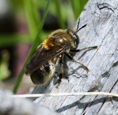 Microdon manitobensis