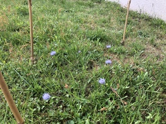Jasione montana