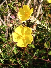 Cistus lasianthus