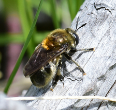 Microdon manitobensis