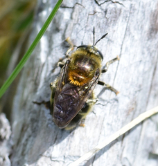 Microdon manitobensis