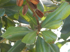 Vochysia lehmannii