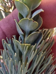 Paranomus roodebergensis