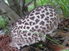 Strobilomyces strobilaceus image