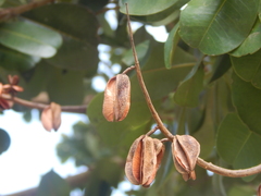 Vochysia lehmannii