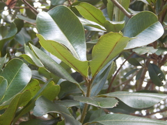 Vochysia lehmannii