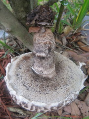 Strobilomyces strobilaceus image