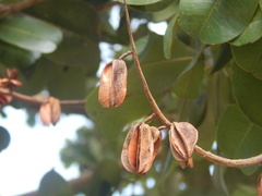 Vochysia lehmannii