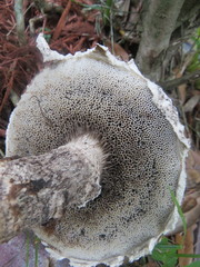 Strobilomyces strobilaceus image
