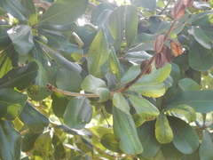 Vochysia lehmannii