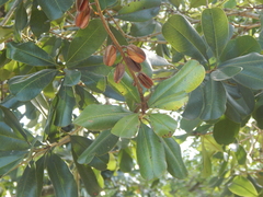 Vochysia lehmannii