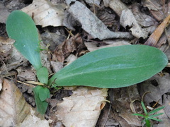 Galearis spectabilis