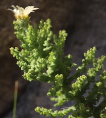 Arctotis aspera aspera