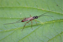 Dolichomitus irritator