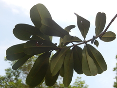 Vochysia lehmannii