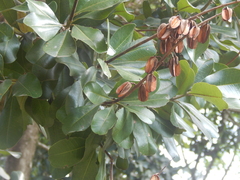 Vochysia lehmannii