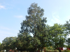Vochysia lehmannii