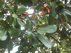 Vochysia lehmannii